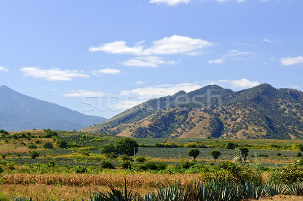 Paysage Mexique agave cactus champs tequila [[stock_photo]] © elenaphoto