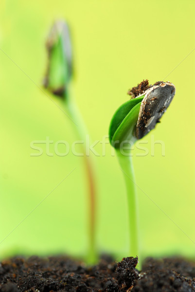 Kettő zöld napraforgó növény tavasz háttér Stock fotó © elenaphoto