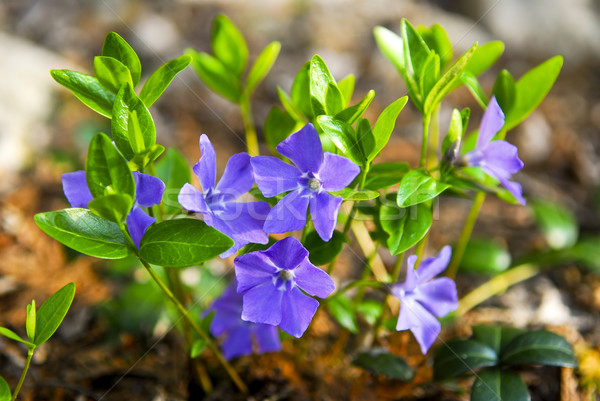 紫色 クローズアップ バイオレット 花 ストックフォト © elenaphoto