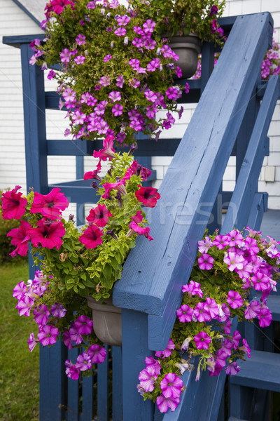 Kék veranda rózsaszín piros virágok akasztás Stock fotó © elenaphoto