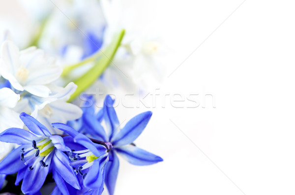 Spring flowers background Stock photo © elenaphoto