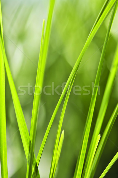 Green grass background Stock photo © elenaphoto