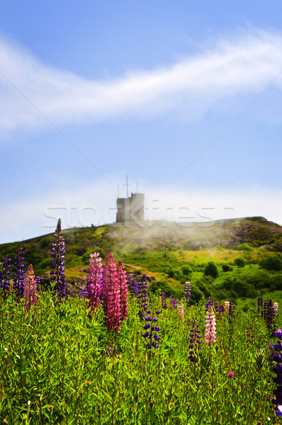 Garden lupin flowers at Signal Hill Stock photo © elenaphoto