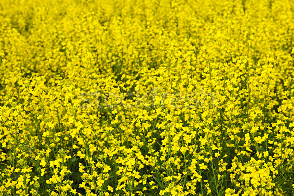 Canola plants Stock photo © elenaphoto