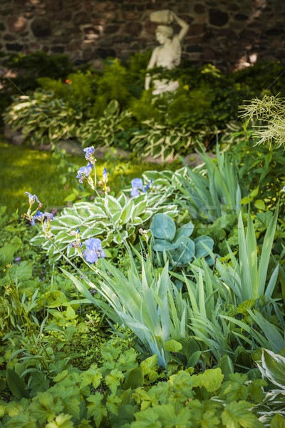 Zacieniony ogród bujny zielone lata bylina Zdjęcia stock © elenaphoto