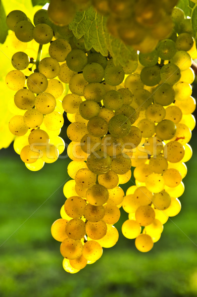 Сток-фото: желтый · виноград · растущий · винограда · ярко · Sunshine