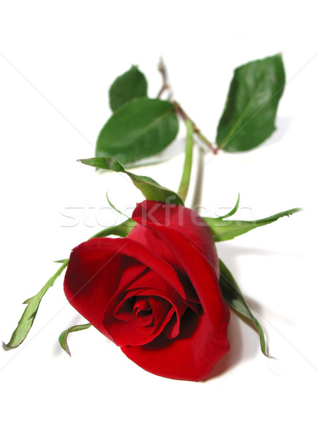 Rose Red blanco hermosa aislado mujer flor Foto stock © elenaphoto
