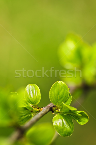 Grünen Frühling Blätter sauber Umwelt Stock foto © elenaphoto