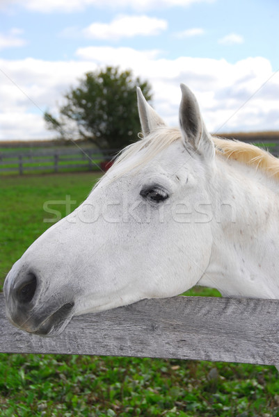 Fehér ló portré mező felhők fű ló Stock fotó © elenaphoto