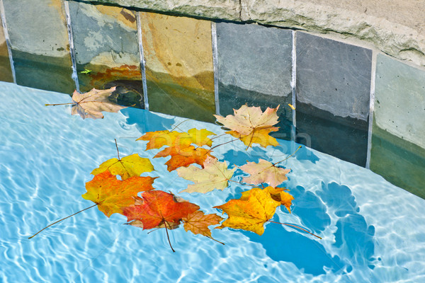 осень листьев бассейна Бассейн воды Сток-фото © elenaphoto