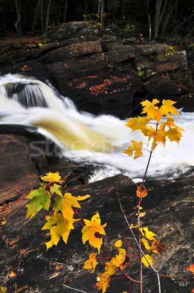 Forest river in the fall Stock photo © elenaphoto