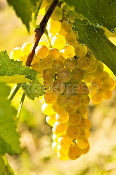 Zdjęcia stock: żółty · winogron · rozwój · winorośli · jasne · słońca
