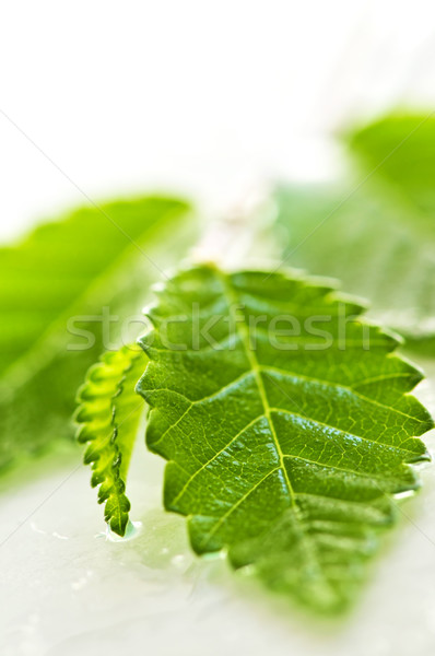 Zweig grüne Blätter wet Ast Wasser Stock foto © elenaphoto