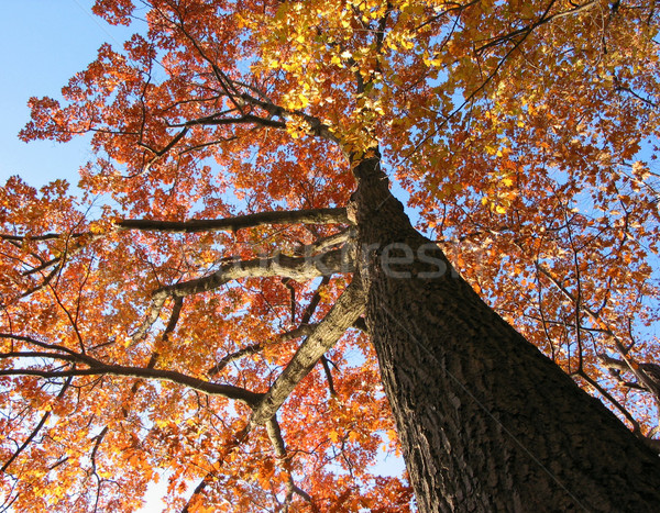 Foto stock: Edad · roble · caída · brillante · cielo · azul · cielo