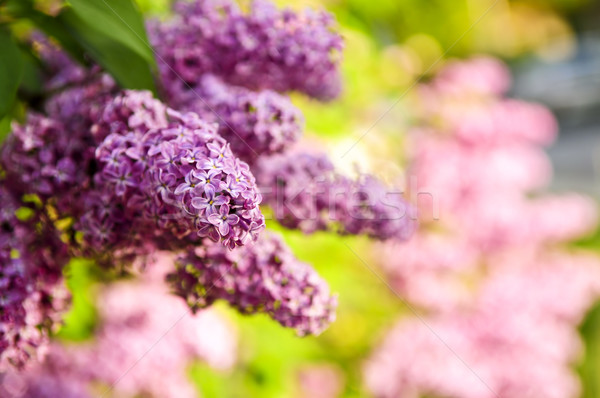 Lilac Stock photo © elenaphoto