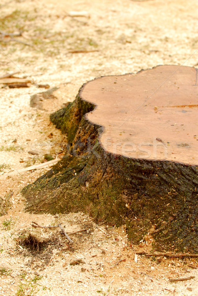 Stock foto: Baum · frisch · geschnitten · sah · Staub · Holz