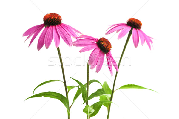 Echinacea purpurea plant Stock photo © elenaphoto