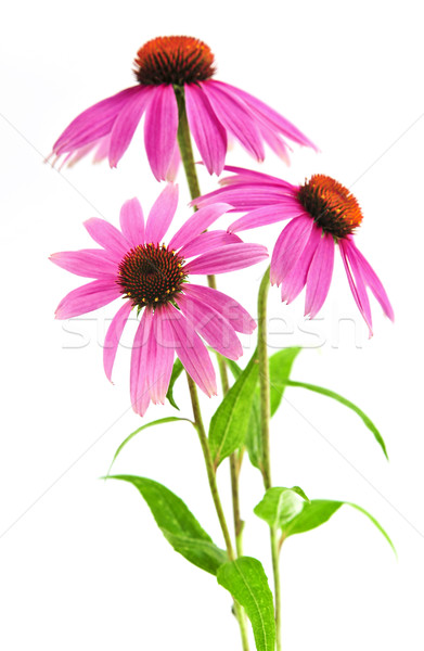 Echinacea purpurea plant Stock photo © elenaphoto