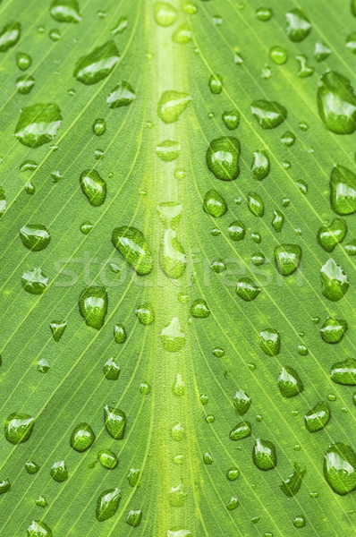 Foglia verde gocce di pioggia naturale verde impianto foglia Foto d'archivio © elenaphoto