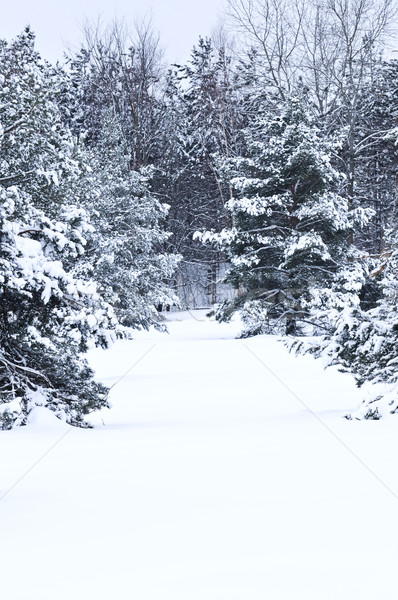 Inverno panorama neve coperto alberi grigio Foto d'archivio © elenaphoto