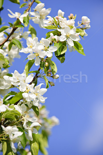 Blüte Apfelbaum Niederlassungen Frühling Obstgarten Baum Stock foto © elenaphoto