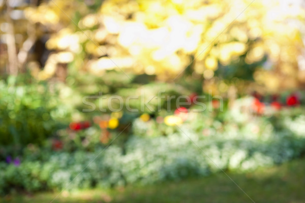 Giardino fiorito abstract offuscata fuori focus sfondo Foto d'archivio © elenaphoto