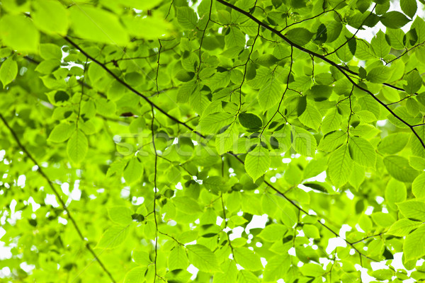 Groene voorjaar bladeren boom zonneschijn natuurlijke Stockfoto © elenaphoto