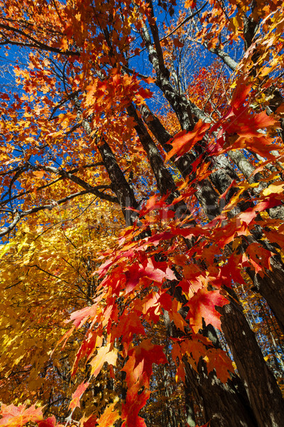 Fall maple forest Stock photo © elenaphoto