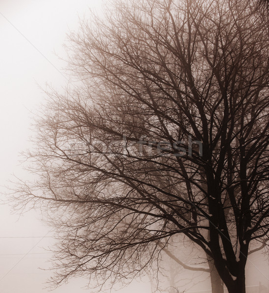Lombtalan fa köd ködös téli tájkép hó Stock fotó © elenaphoto