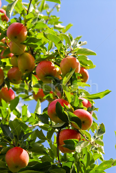 Apples on tree Stock photo © elenaphoto