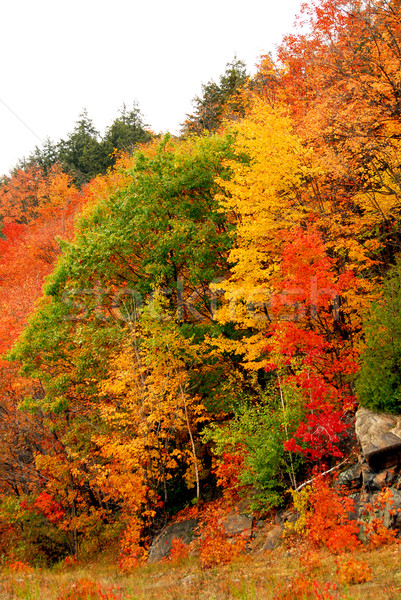 Fall forest background Stock photo © elenaphoto