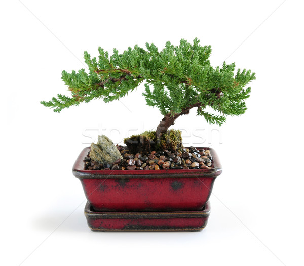 Stockfoto: Bonsai · boom · keramische · pot · witte · huis