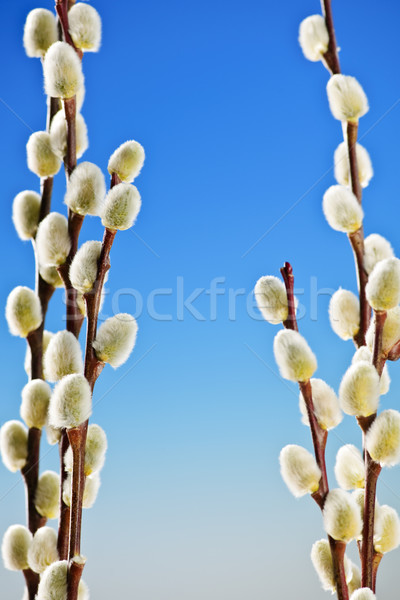 Spring pussy willows Stock photo © elenaphoto