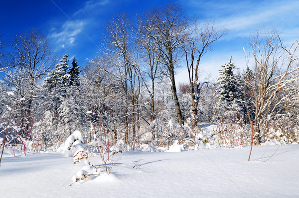 Winter forest Stock photo © elenaphoto