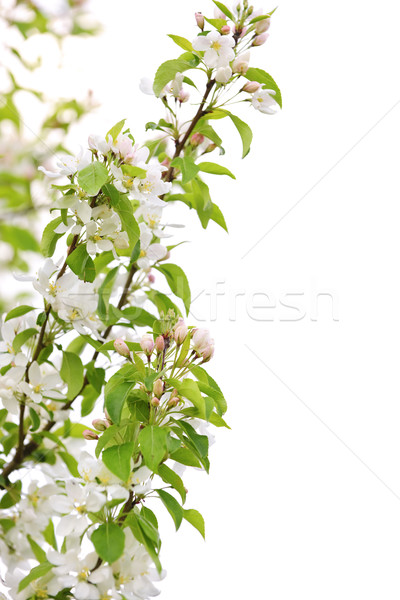 Stockfoto: Appelboom · tak · geïsoleerd · witte · boom