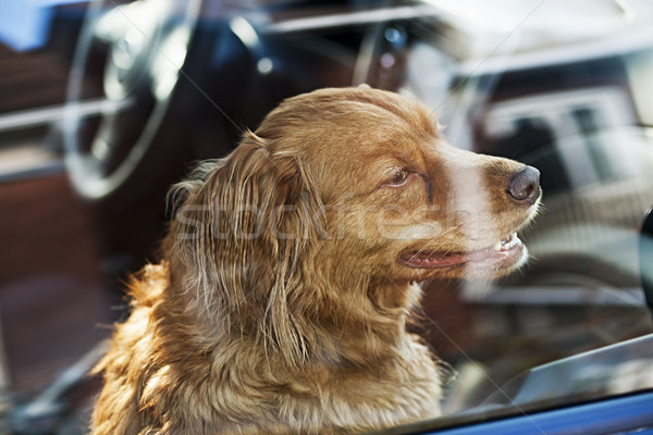 Câine blocat maşină portret australian cioban Imagine de stoc © elenaphoto