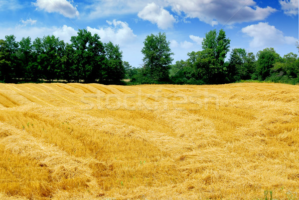 Harvested grain field Stock photo © elenaphoto