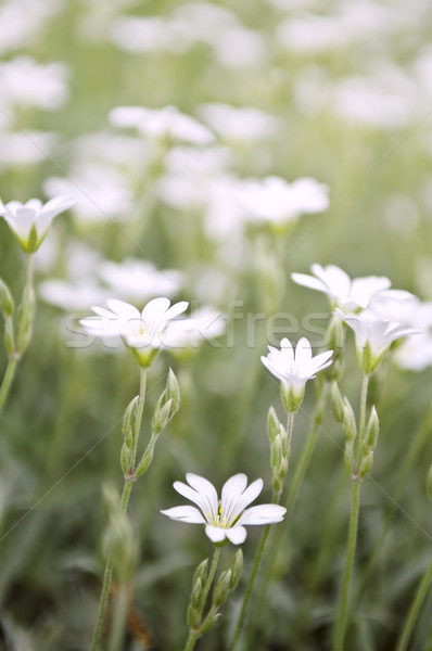 Floral background Stock photo © elenaphoto