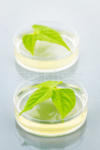 GM plants in petri dishes Stock photo © elenaphoto