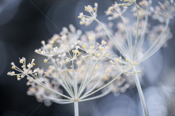 Virágzó makró közelkép gyógynövény gyülekezet virágok Stock fotó © elenaphoto
