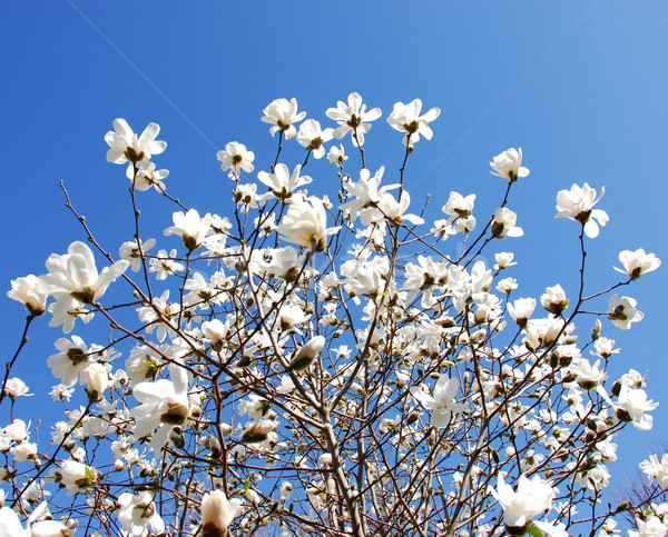 Magnolie copac floare primăvară soare Imagine de stoc © elenaphoto