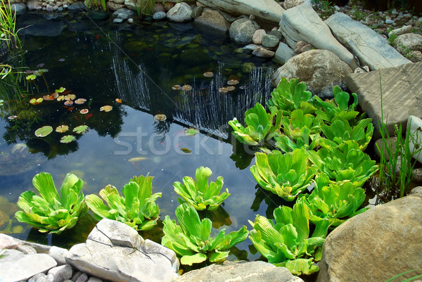 Pond Stock photo © elenaphoto
