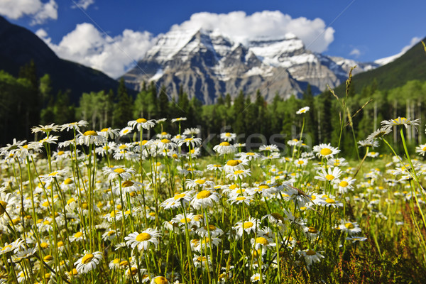 Daisies at Mount Robson provincial park, Canada Stock photo © elenaphoto