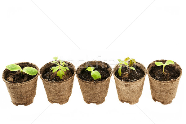 Piantine crescita muschio fila isolato bianco Foto d'archivio © elenaphoto
