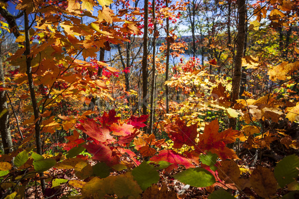 Automne feuillage coloré automne érable arbres [[stock_photo]] © elenaphoto