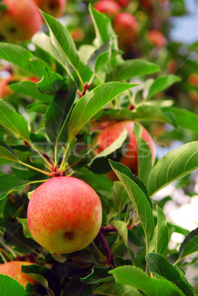 Zdjęcia stock: Sad · jabłkowy · dojrzały · czerwony · jabłka · jabłoń · oddziału