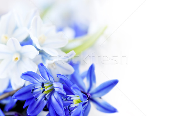 Spring flowers background Stock photo © elenaphoto