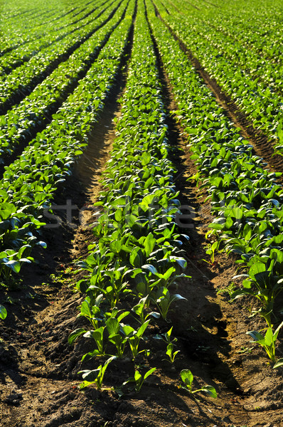 Rows of turnip plants in a field Stock photo © elenaphoto