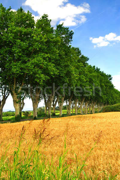 Francia vidéki út tájkép fák déli Franciaország Stock fotó © elenaphoto