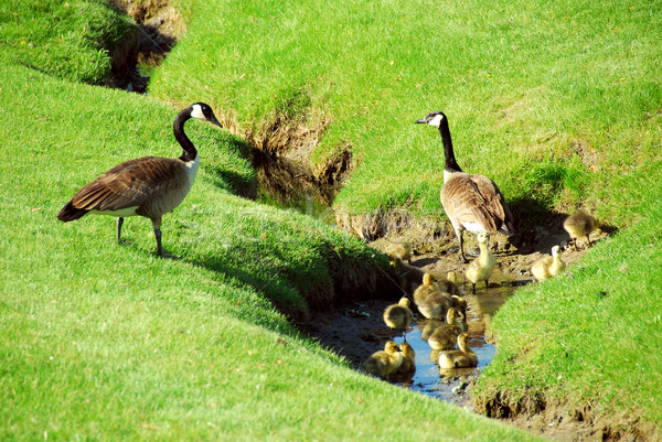 Goose family Stock photo © elenaphoto